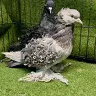 زوج مفتل منتج الذكر الأسود