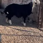 فحل نجدي ثني صنف راس و جباره