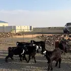 تيوس عوارض طيبه للبيع