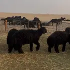 جذعان وجذعات فواخر مراح مقنوي ولاذبح