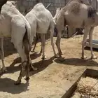 حشو للبيع
