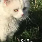 قطه ضايعه بحائل الرجاء لمن يجدها يتواصل معي واتس