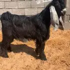 فحل هارضي هاب وحار وصنف نادر خصمم