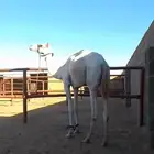 بكره