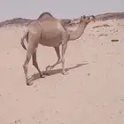 للبيع ناقه لقحه حمرا سنها ثنيه طيبه ولقحه ع بعير كفو
