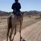هجن