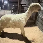 فحل نجدي مشروط