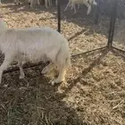 للبيع خروف مغلق ونضيف الصحة سليمه شرط