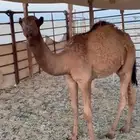 قعدان لبانية اعمارهم من 6 شهور الى 7
