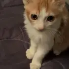 تبني