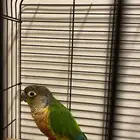 كنيور جرين شيك للبيع