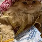 آمان لفندقة وتزاوج القطط