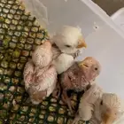 فروخ روز غر