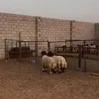 ذبايح خرفان نعيمي جبر وسط