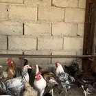 ديكه ذبح