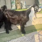 جفرات صنف النعيرية