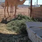 بكره مفروده علي جمل حسن العرادي جبار