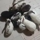 أرانب حجم كبير ماشاء الله