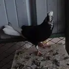 طبات قطيفي