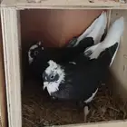 جوز قطيفي طقم