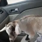 ماعز قزم