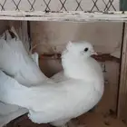 حمام هزازي