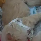 قط للتبني
