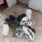 أرانب حجم كبير