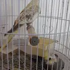 عصافير كروان عصفور كروان
