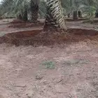 نقوم بصيانت انخيل تحويض تكريب تسميد وقلاع تنضيف