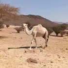 ناقه لقحه ذلول