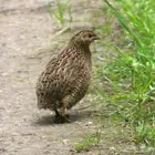 سمان ذكور واناث