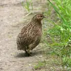 ذكور طيور سمان