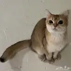 سكوتش استريت انثى