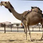 ضروبه حمرا نادره