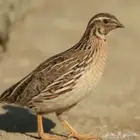 طيور سمان