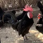 المهرج الاسباني