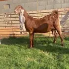 عنزين ثنوات دفيع اباكير