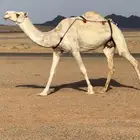 لقحه وضحا