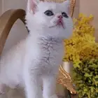 قطط سكوتش فولد و ستريت