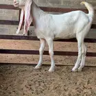 جفار مقامي