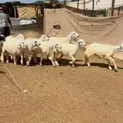 بهم تربية هرفي للبيع