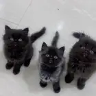 قطط كيتن للبيع