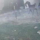 جفار وتيس قبرصي