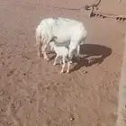 حريه تحتها رخل