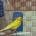 كناري سوري