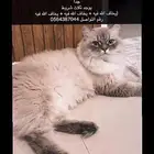 قط لتبني
