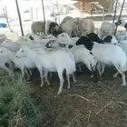 للبيع ضان رفيديات مواليد وفيع