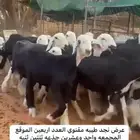 نجد غنم
