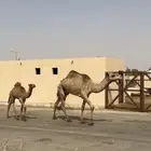 ابل